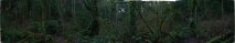 swamp_wilderness_creek