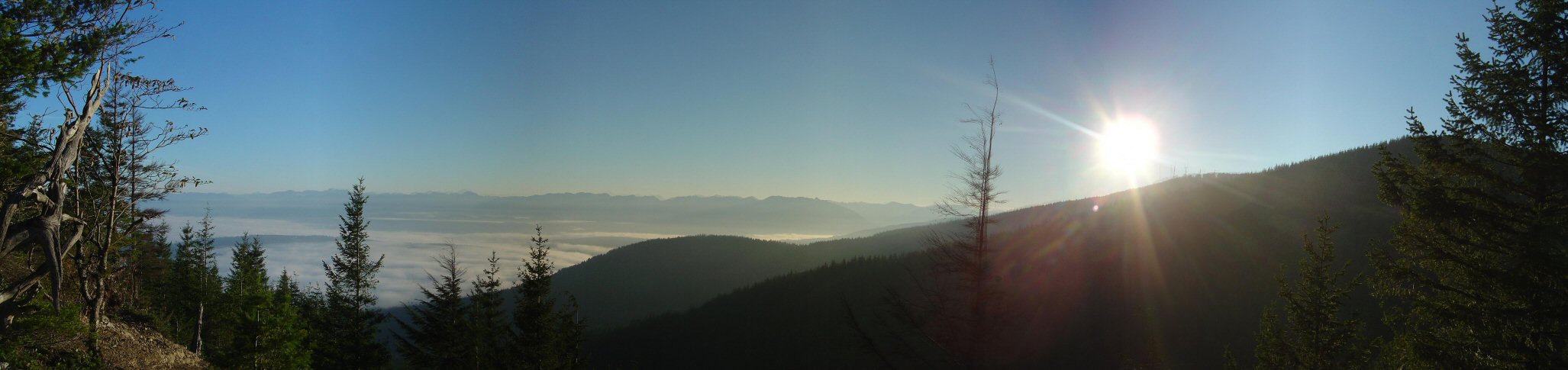 tiger_pano